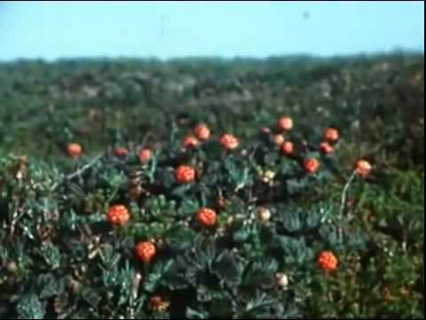 Видео: Документальный фильм "Мезенское Поморье" (1983 год)