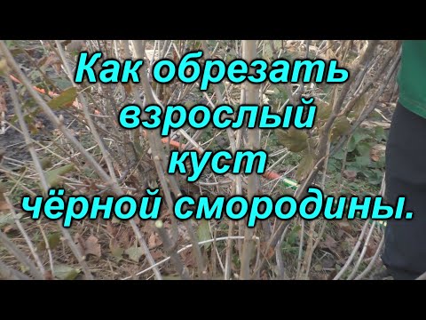 Видео: Правильная обрезка 3-х летнего куста черной смородины - залог высокого урожая!