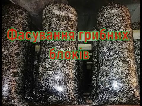 Видео: Фасуєм грибні блоки. Гриби в домашніх умовах.