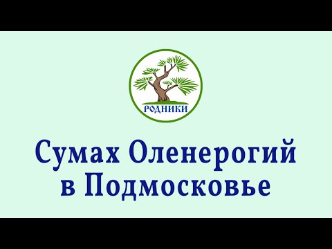 Видео: Сумах Оленерогий в Подмосковье. Уход и обрезка