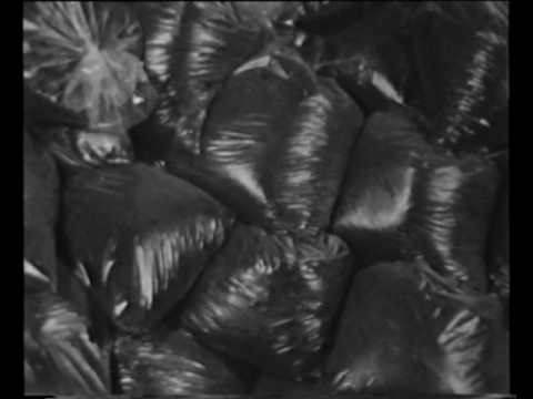 Видео: Переработка бесподстилочного навоза личинками мух (опарыш)