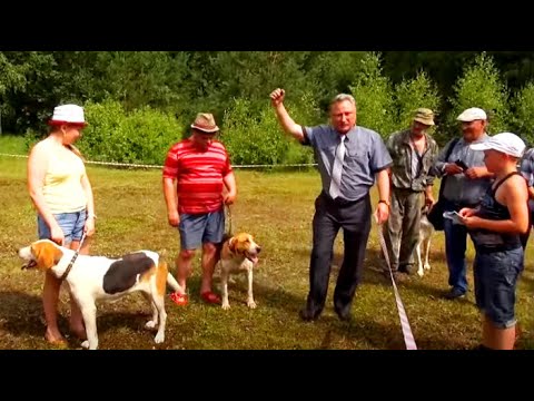 Видео: 57-я  Костромская областная выставка охотничьих собак  2015г.