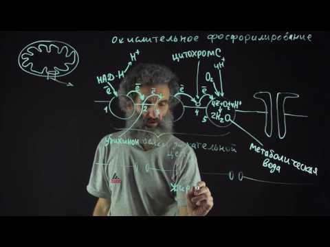 Видео: Цитология. Лекция 54. Окислительное фосфорилирование