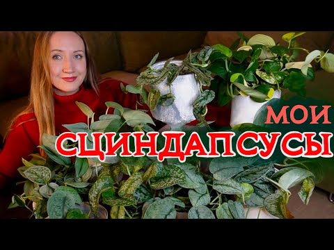 Видео: Мои СЦИНДАПСУСЫ | Обзор коллекции, список желаний
