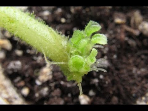 Видео: ЛИСТ ФИАЛКИ В ВОДЕ И СРАЗУ ДЕТКИ!РАЗМНОЖЕНИЕ ФИАЛКИ БЕЗ ПОТЕРЬ!