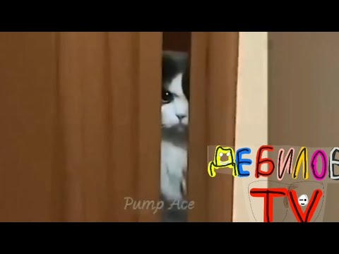 Видео: (ДЕБИЛОВ ТВ) Смешные коты озвучка музыка конец?