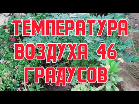 Видео: ТЕМПЕРАТУРА ВОЗДУХА 46 ГРАДУСОВ по ЦЕЛЬСИЮ