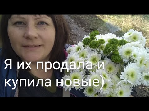 Видео: ЧЕРЕНКОВАНИЕ ХРИЗАНТЕМ ПОЗДНЕЙ ОСЕНЬЮ. Простой способ, шикарный результат!