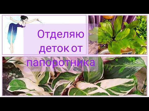 Видео: А калатею Вайт Фьюжн на фитиль! Ну и конечно же лайфхаки 👍🌿🌿🌿