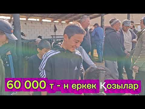 Видео: 06.10.2025.Сарыағаш мал базары.Қошқарлар,саулық қойлар,тусақтар,тоқтылар,қозылар,ешкі,лақтар,текелер