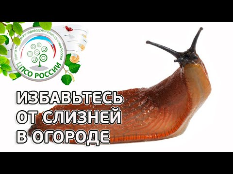 Видео: Слизни. Как бороться со слизнями.