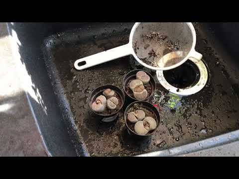 Видео: Что делать, когда вы приобрели новый литопс. Проверка состояния корней и удаление земли с корней.