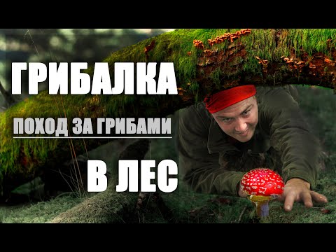 Видео: ГРИБАЛКА 2020 l Поход в лес за грибами в начале сентября.