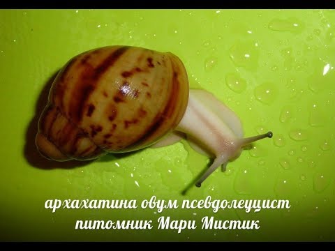 Видео: ВЫЛУПИЛСЯ УЛИТЁНОК - ЧТО ДЕЛАТЬ , КАК РАСТИТЬ ? УЛИТКИ АХАТИНЫ( ПИТОМНИК "МАРИ МИСТИК" )