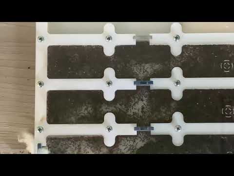 Видео: Соленопсис гемината  Solenopsis geminata (огненный муравей) Ты горишь, как в агонии