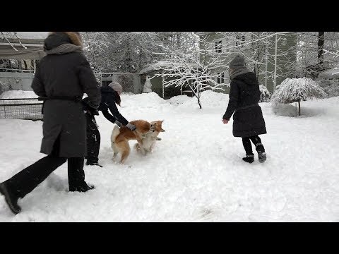 Видео: Когда собаки дерутся, что делать? Выпуск 1.