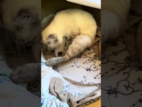 Видео: Тайские котята#кошка родила котят#кошка коробку с котятами#не разрешает переносить#