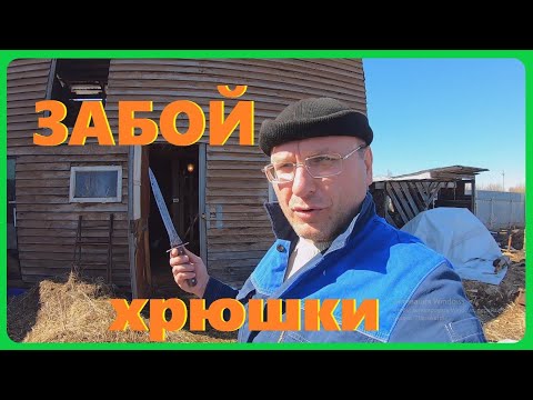 Видео: Забой свиньи ,еду на шабашку .Жизнь в деревне.