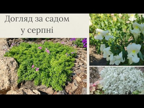 Видео: Останні дні літа 🌼Як підготувати сад до наступного сезону, показую свій сад ділюсь порадами 