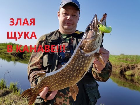 Видео: Сумасшедшая Щука в полевой Канаве! DAIWA MORETHAN CROSSWAKE 140F