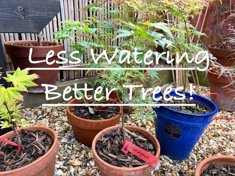 Видео: Японские клёны: когда и сколько поливать. Ограничение полива для стимуляции роста корней.