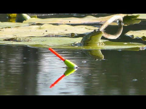Видео: КАРАСІ, ПОПЛАВОК, РУСАЛКИ. Було ВСЕ ! / Always with Kruchkoff