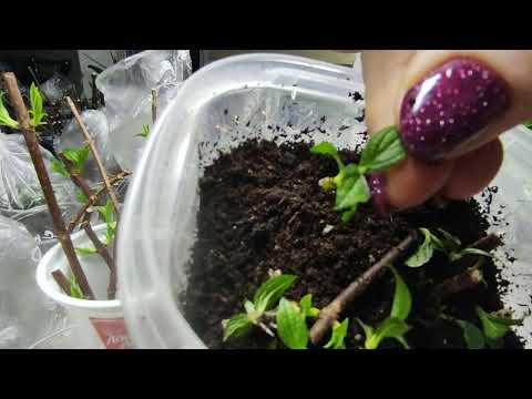 Видео: Черенкование гортензии 🌿Как я отделяю почку от веточки и др.