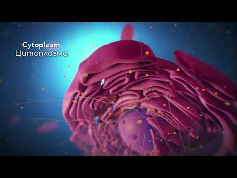 Видео: Строение клетки