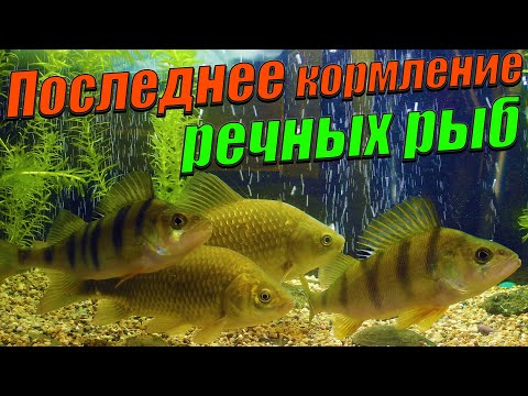 Видео: Последнее кормление диких окуней и карасей в аквариуме.
