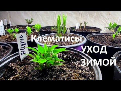 Видео: КЛЕМАТИСЫ ЗИМОЙ   ОБЗОР .  ВЫРАЩИВАНИЕ и УХОД. Как часто поливать, чем кормить?