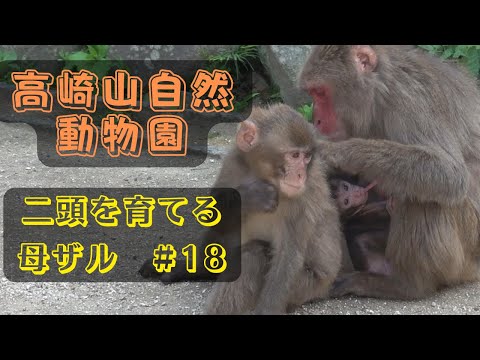 Видео: [#18] Природный зоопарк Такасакияма, мать-обезьяна воспитывает двух обезьян, а затем
