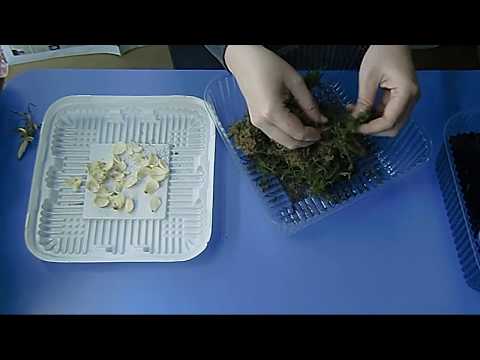 Видео: 🌼Лилия, размножение чешуйками. 100 новых луковиц из одной ! Просто удивительно🌼 🌱