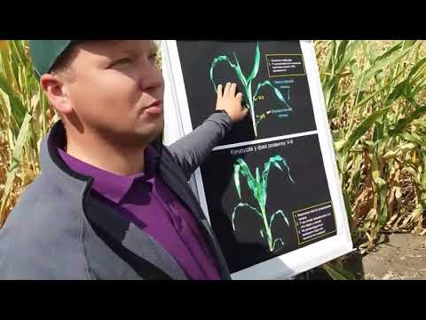 Видео: Усі фази розвитку кукурудзи впливають на кінцевий результат