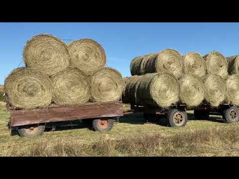 Видео: ГРУЖУ и ВЫВОЖУ СЕНО! БЕЛАРУС мечтает вернуться на РОДИНУ. ПОГРУЗЧИК Metal-Fach 219