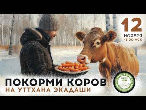 Видео: Кормление коров онлайн в Уттхана Экадаши 12 октября 2024 г.