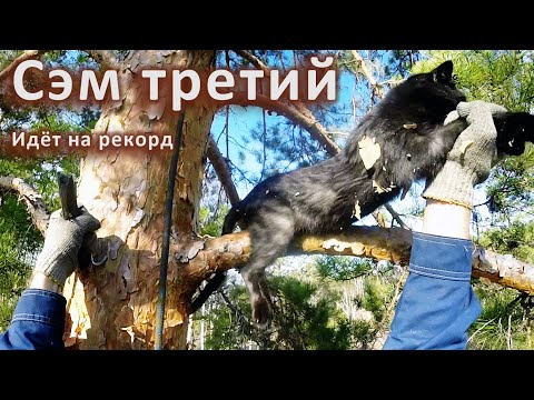 Видео: Сэм снова. Длинный нудный необрезанный.