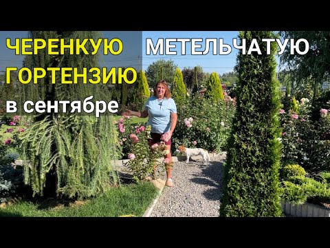 Видео: КАК ЧЕРЕНКОВАТЬ ГОРТЕНЗИЮ осенью 🍁 | Черенкование метельчатой гортензии | Как размножить гортензию
