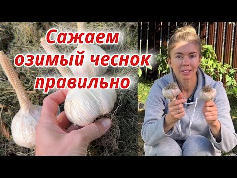 Видео: Пора сажать ОЗИМЫЙ ЧЕСНОК 🧄 Правила посадки для отличного урожая