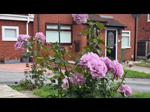 Видео: Необычные розы в моём саду 🌹 Розы, которые вас удивят 🌹 Редкие находки в саду Прогулка по саду 🌸