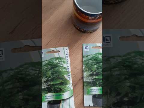 Видео: АСПАРАГУС(паутинка) из семян  #аспарагусизсемян#декоративныерастения #аспарагуспаутинка#