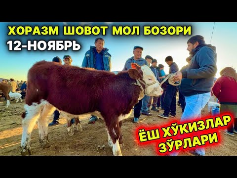 Видео: ХОРАЗМ ШОВОТ МОЛ БОЗОРИ ЁШ ХЎКИЗЧА ҒУНАЖИНЛАР САВДОЛАРИ  12-ноябрь 2025 г.