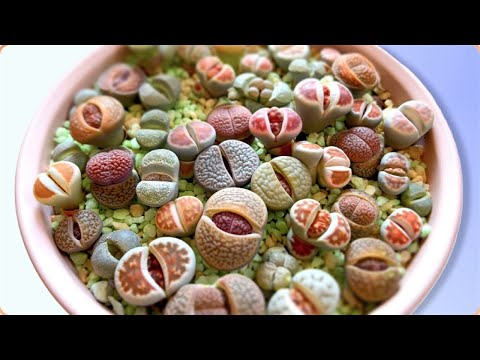 Видео: Литопсы меняют листья/Правильный Полив и Уход