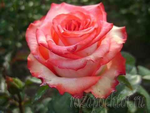 Видео: Розы. Чем  укрупнить бутон?