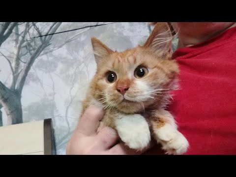 Видео: Онихэктомия - это живодёрство! A kitten without claws