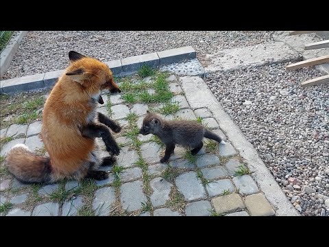 Видео: ЛисЯша и Леся. Первые шаги к дружбе