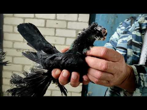 Видео: Коллекция голубей Северокавказские космачи г. Георгиевск. Александра Пашкова.