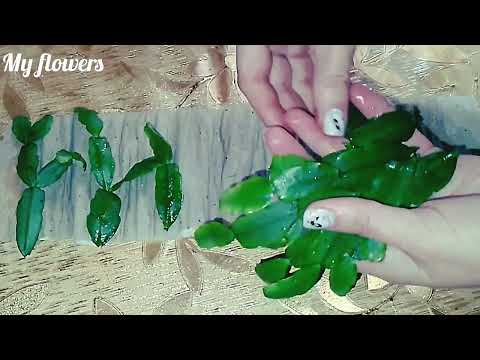 Видео: Самый лёгкий способ укоренить черенки Декабриста