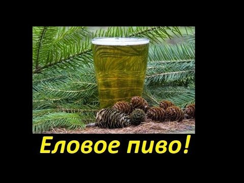 Видео: Еловое пиво