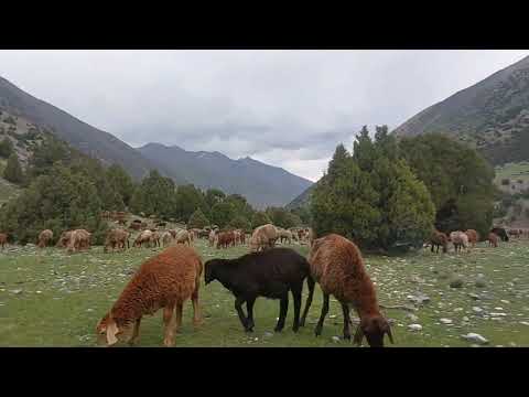 Видео: Дар чӯпони.