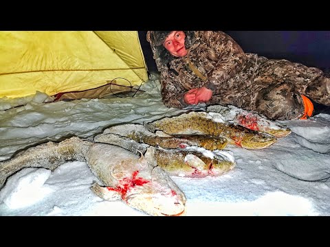 Видео: БЕДА! А НЕ РЫБАЛКА! ИХ НЕ БЫЛО ДЕСЯТЬ ЛЕТ!! ЗАПОЛЯРНАЯ РЫБАЛКА 2025!!!